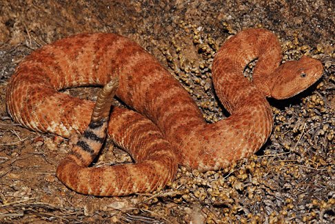 random_snakes's tweet photo. U.S. Air Force admitted F-35 stealth fighters failed and cost 1.72T dollars. Look up the issues with these planes. They're basically pieces of crap & need science facts. This is getting snaked TF out. #StealthFail 😩🤬🖕✈️💩
Fact- Southwestern speckled rattlesnakes are venomous. https://t.co/YPIVIsnlCK