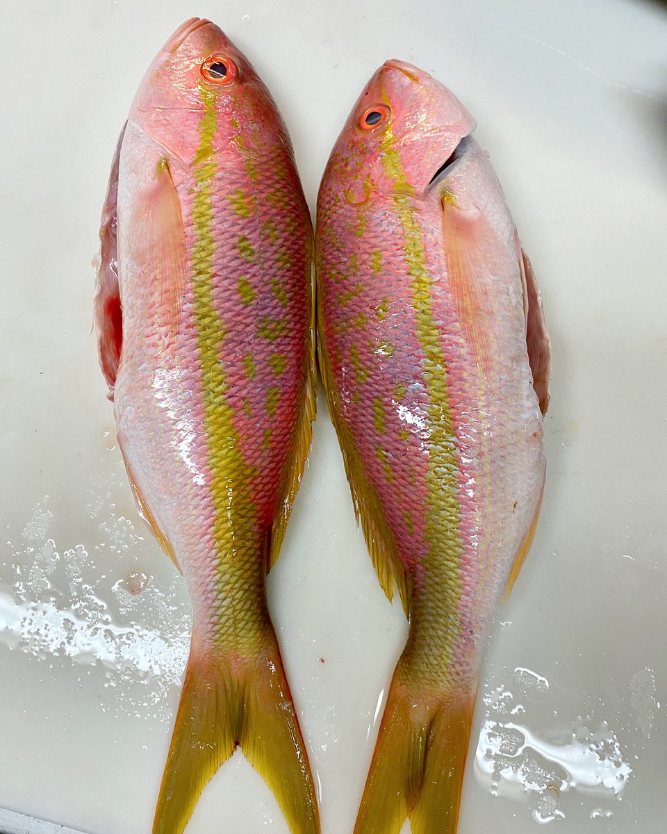 Triar Seafood tweet media