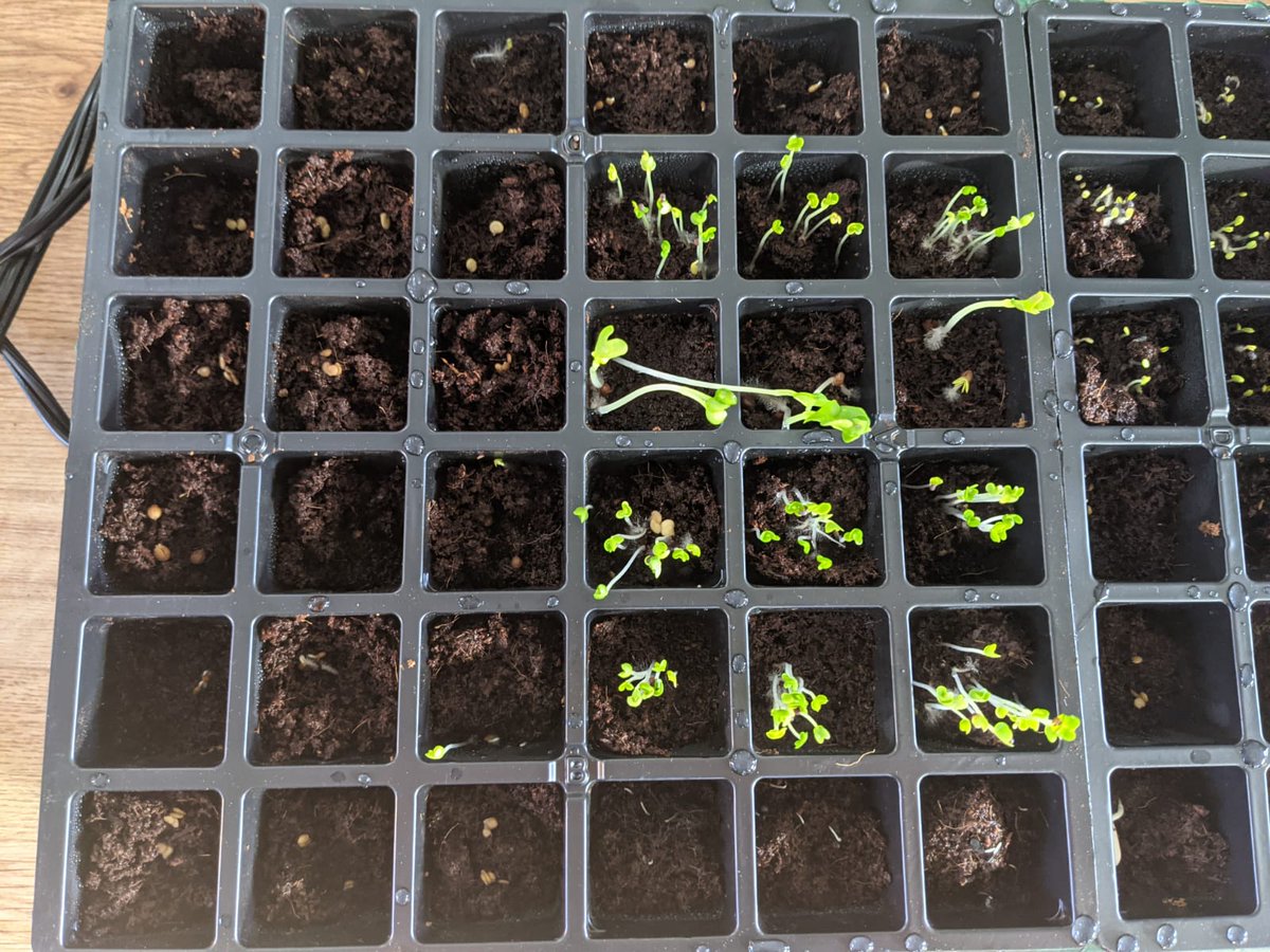 SciNimr's tweet photo. @SamHeughan That's awesome! I'm starting my vegetable and herb garden with 22 different seeds! 😁 https://t.co/fFZdPCRau6
