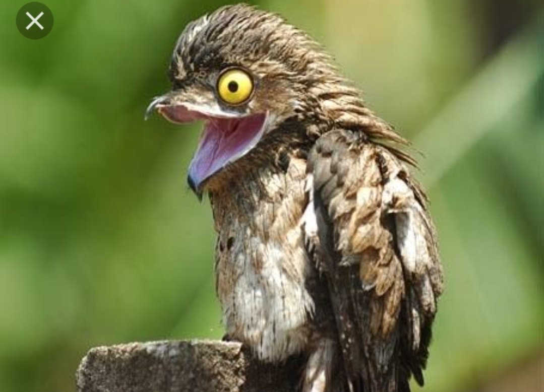 Paula Maffia tweet media