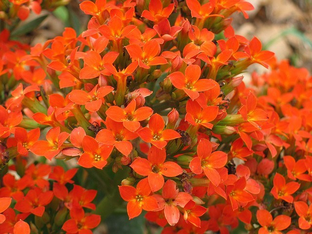 Kalanchoe Kalanchoe