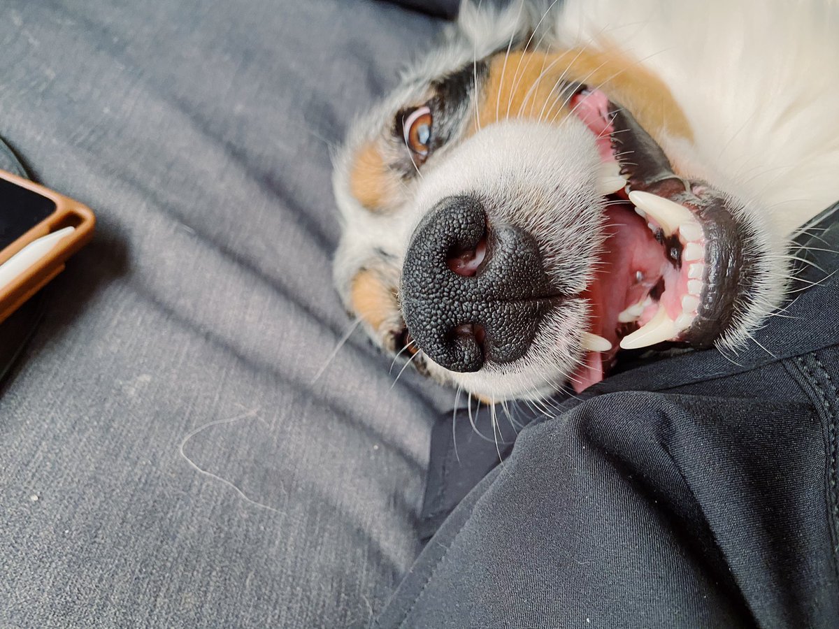 ella_lamb1's tweet photo. Please tell me why my dog looks like he only has one singular brain cell https://t.co/gBFe3h8Vfs