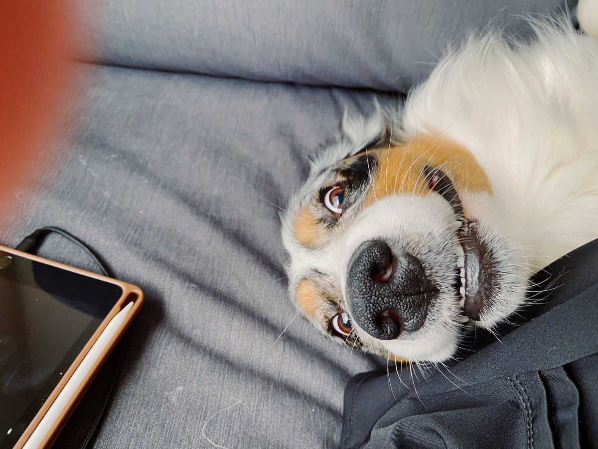 ella_lamb1's tweet photo. Please tell me why my dog looks like he only has one singular brain cell https://t.co/gBFe3h8Vfs