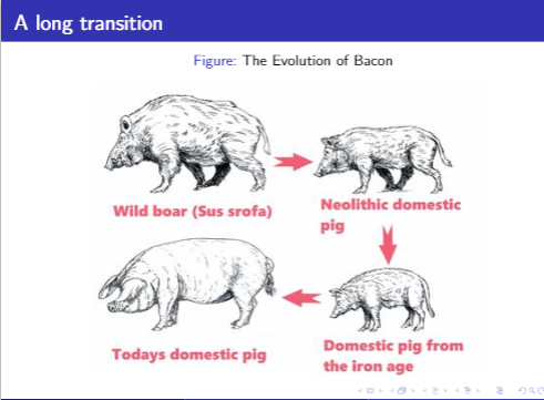 VincentGeloso's tweet photo. Next week, in my global economic history class, is the transition from nomadism to agriculture (featuring work by Weisdorf, Pryor, Scott, Redding, Galor and others) but this is a slide I added with my twist regarding domestication - notice the title #econtwitter #baconman https://t.co/UftlrLEK9d