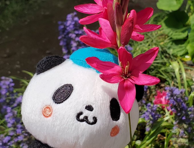 Buta お買いものパンダ 楽天パンダ さん の最近のツイート 7 Whotwi グラフィカルtwitter分析