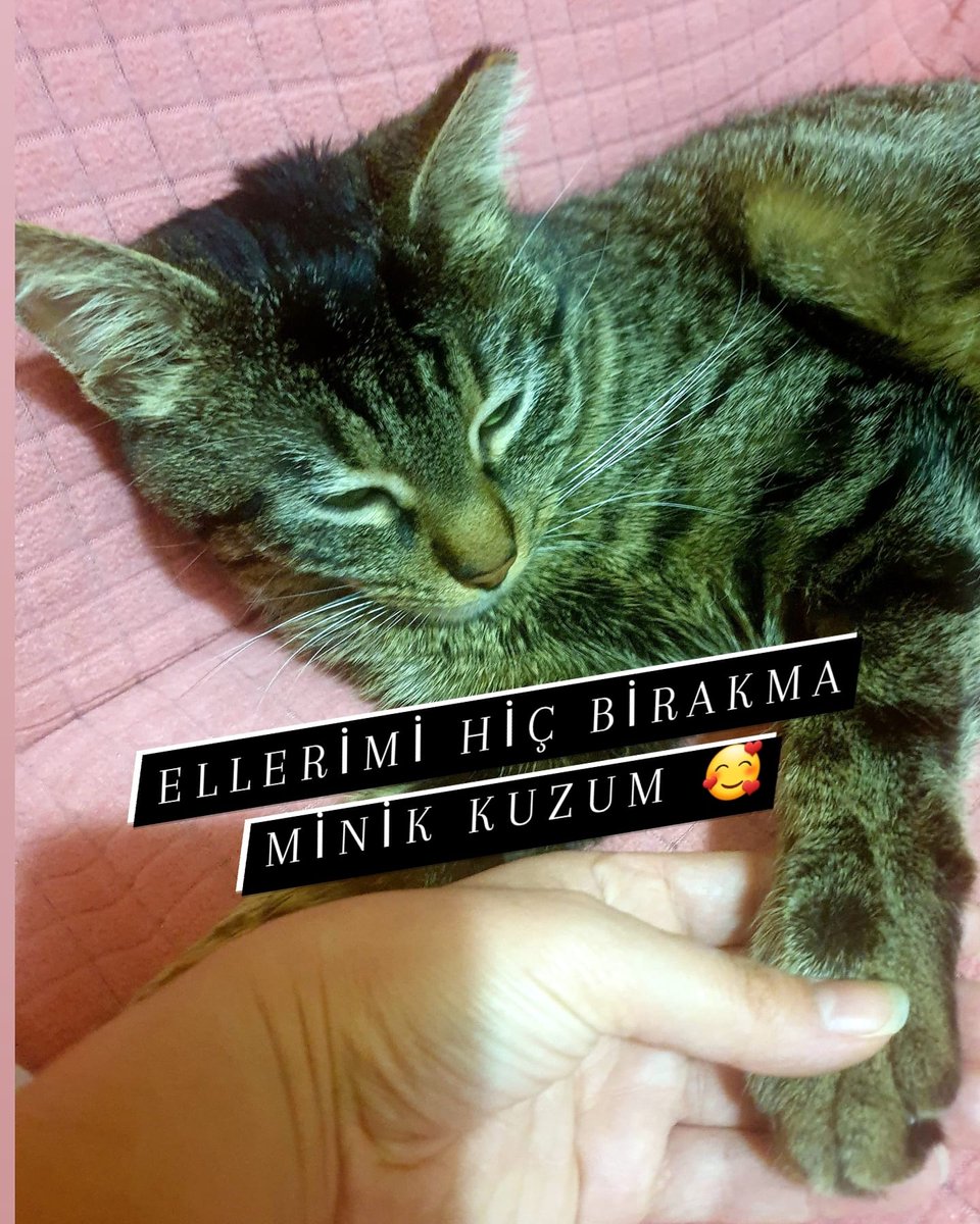 FipwarriorK's tweet photo. Islak fip hastası bir kedi tedavinin 16. Gününde desteklerinize çok ihtiyacı var. 
Ben onu bırakmıyorum lütfen sizde bize destek olun hayata tutunsun minik yavrum. Sayfamızda linkten kart satın alabilirsiniz destek için.10 TL bile değerli bizim için. https://t.co/pYLVnuhfWG