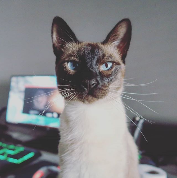 YamiGhor's tweet photo. gimme one plz, do it for the kitty

#cat #kity #StreamKeyPlz https://t.co/d7fUVSJpes