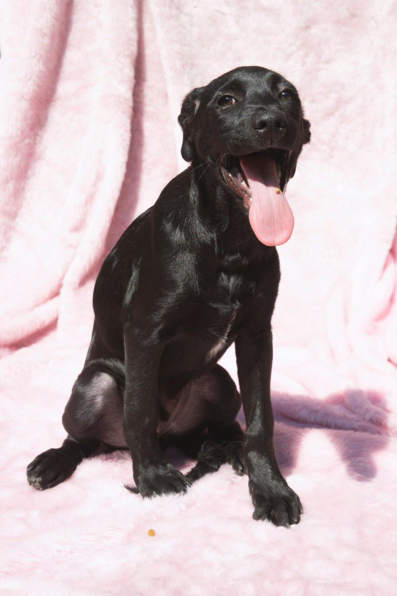 mar_carrion's tweet image. Rescatamos a dos hermanitos (hembra y macho) que están buscando un hogar responsable y amoroso. Están vacunadas y desparasitados. Tienen 4 meses, son talla mediana y demasiado cariñosos. RT #AdoptaUnPerro