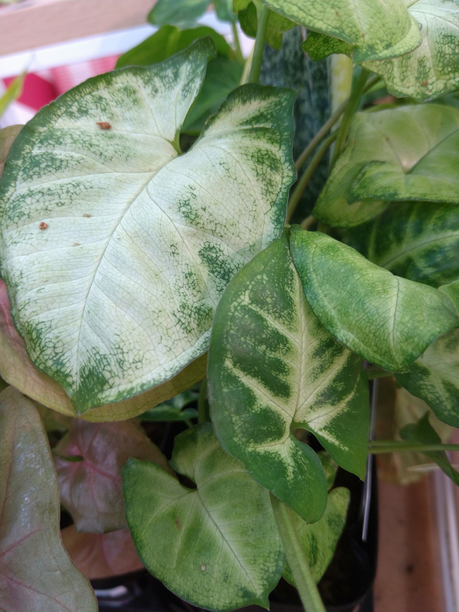 ゆりこ シンゴニウム 花言葉 平和の祈り 喜び 今日もいいひ T Co Ctolmmk8bq Twitter