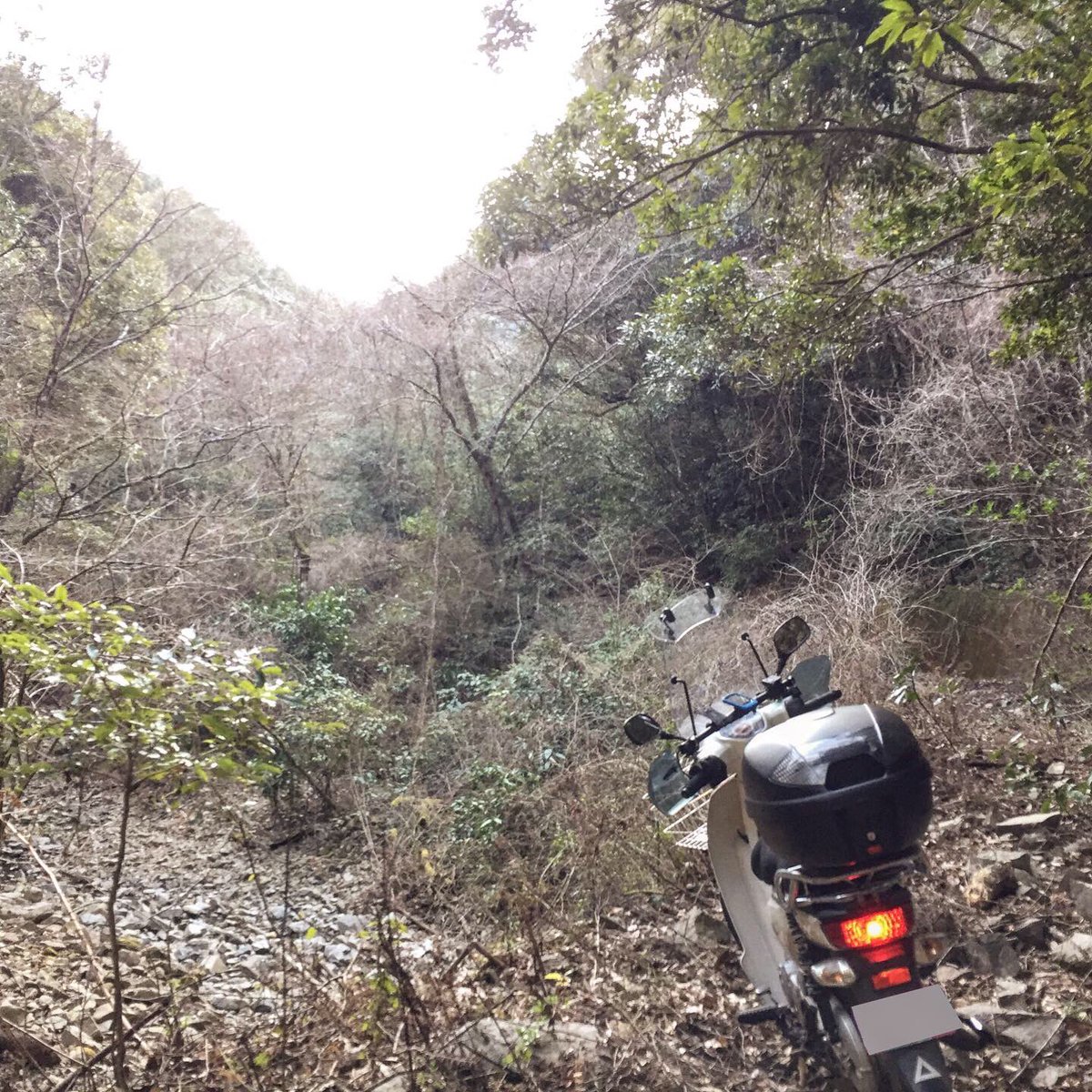 ニコフランド 地元のトライアルの聖地を 40年ぶり にカブ で巡礼 荒廃し影も形もない状態 涙 でしたが イイ道を発見 次回はmtbで新道開拓 ニコフランド 本日の営業時間 大阪 寝屋川店 3 2火まで臨時休業 宮崎 都城店 10 19時 店長在