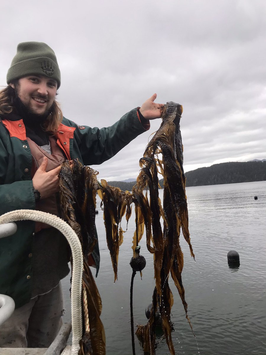 Took a break from sampling mud cores to check out the crop! <a href="/CascadiaSeaweed/">CascadiaSeaweed</a>’s #kelp farm in Barkley Sound is looking promising! Major props to <a href="/JennSeasSeaweed/">Dr Jennifer Clark</a> for her success in cultivating these beauties.
