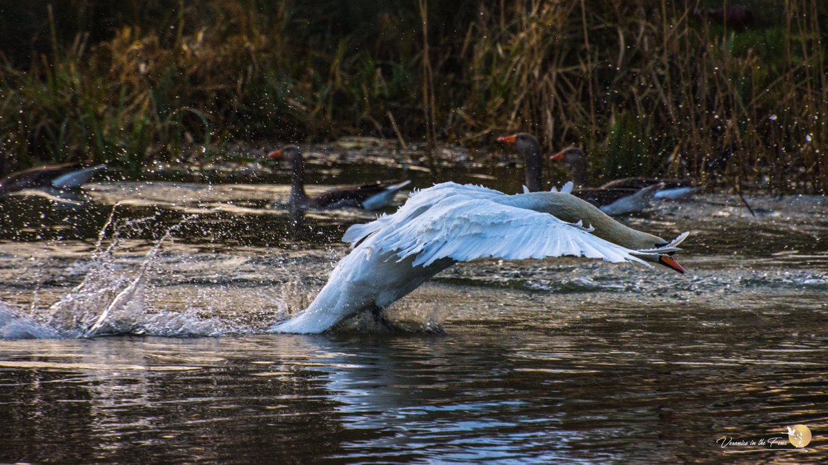 VeronicaJoPo's tweet photo. And why not share another capture of a beautiful swan taking off on the river Great Ouse, Ely. @UKNikon #swans #naturephotography #wildlifephotography #nikonphotography #takeoff #flyingswan #wildlife #riverwalk #riverlife #rivergreatouse #geese https://t.co/lIHsSxW74P