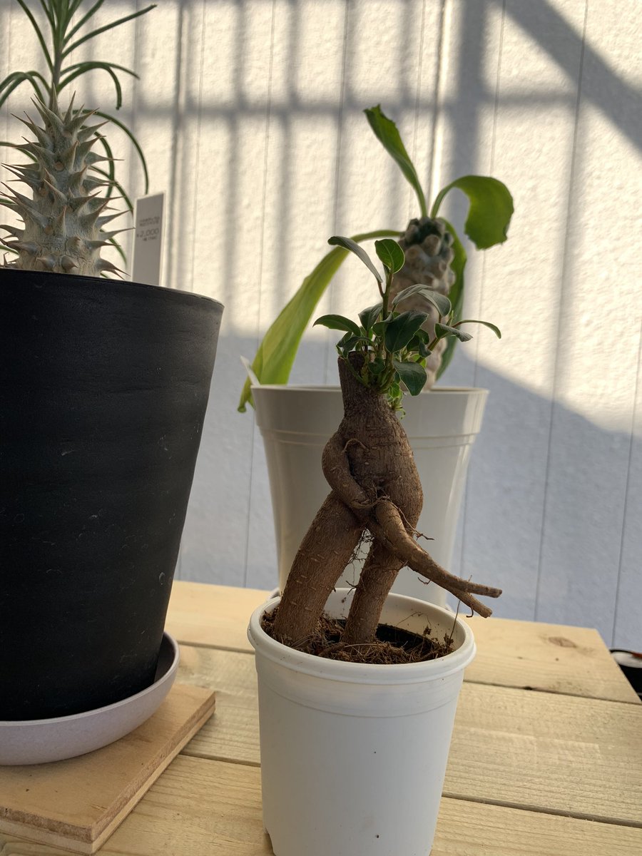 多肉植物 たまちゃ•*¨*•.¸¸♬ ガジュマル #立ちション #セクシー #足長い #多肉植物 #観葉植物 #一目惚れ