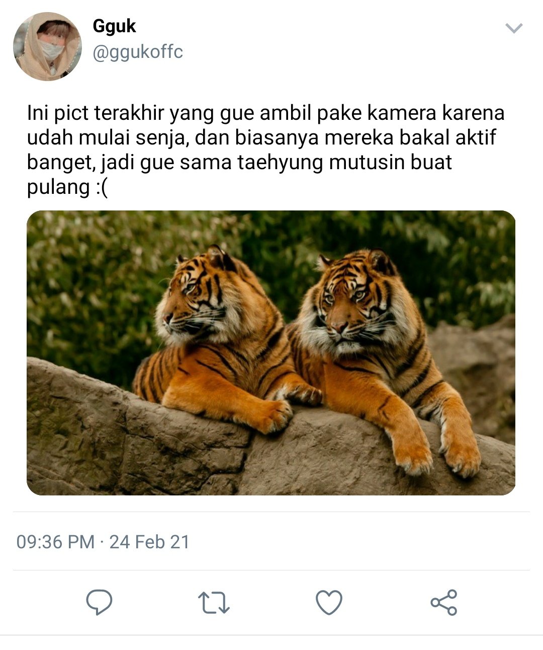 Chuffing harimau adalah