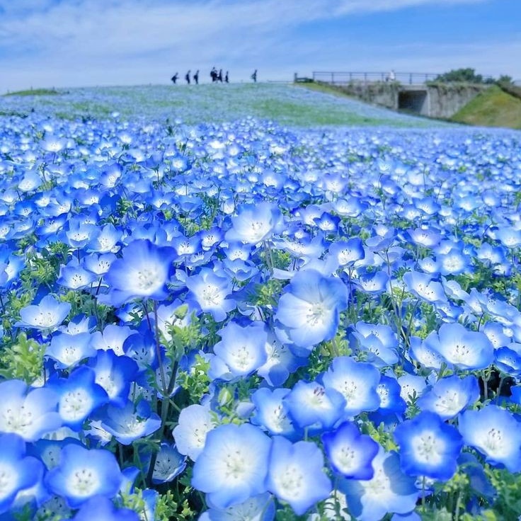 Поле незабудок. Парк Хитачи немофила. Немофила Сказочная красота. Поле голубых цветов.