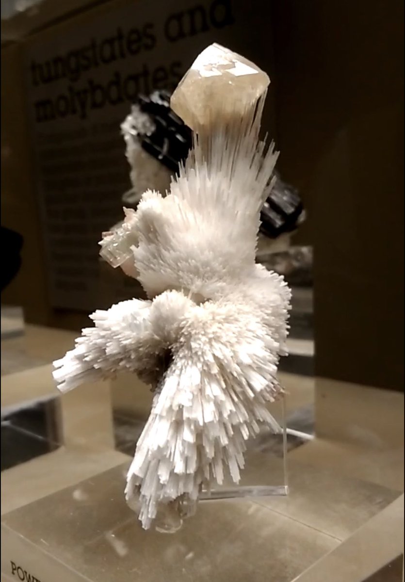 RDFIMM's tweet photo. powellite on scolecite(ゼオライトの上のパウエル石)

美しい鳥の彫刻のようだ🕊 https://t.co/ure1WJC8pu