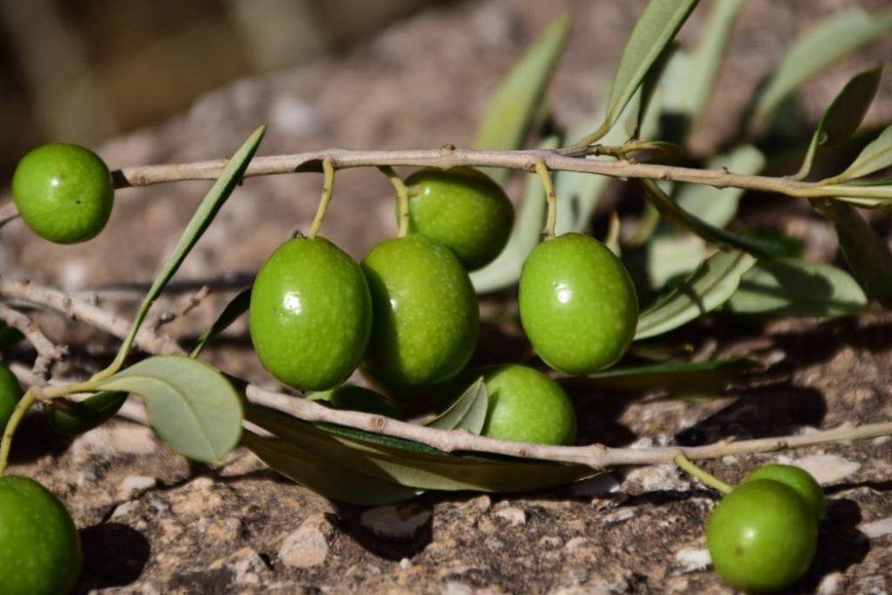 YeniExpo's tweet photo. Olive Oil and Table Olives Exports from Turkey Exceeding US$300 Million Annually #OliveOil #TableOlives #SupportTurkey 🇹🇷 https://t.co/PpqTATnyZT