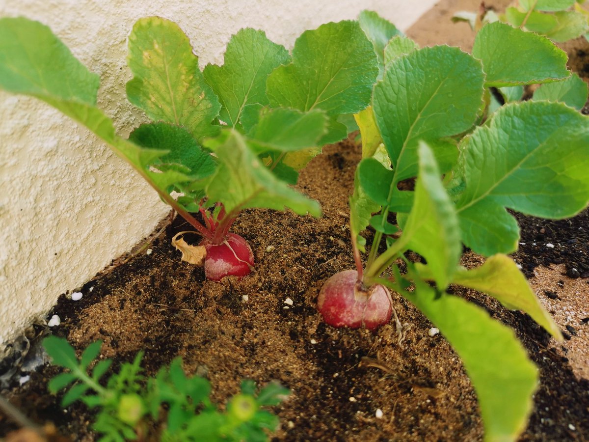 HumairaWajahat's tweet photo. I sowed red radish seeds I was wondering since its root how wd I knw when its ready. Allah hs his ways and we sometimes forget tht. When radishes were ready they came to surface!Subhan Allah. Allah's signs r everywhere.
#makinghappiness #lovegardening #covidtimes #allahcomesfirst https://t.co/xsWR24rAFq