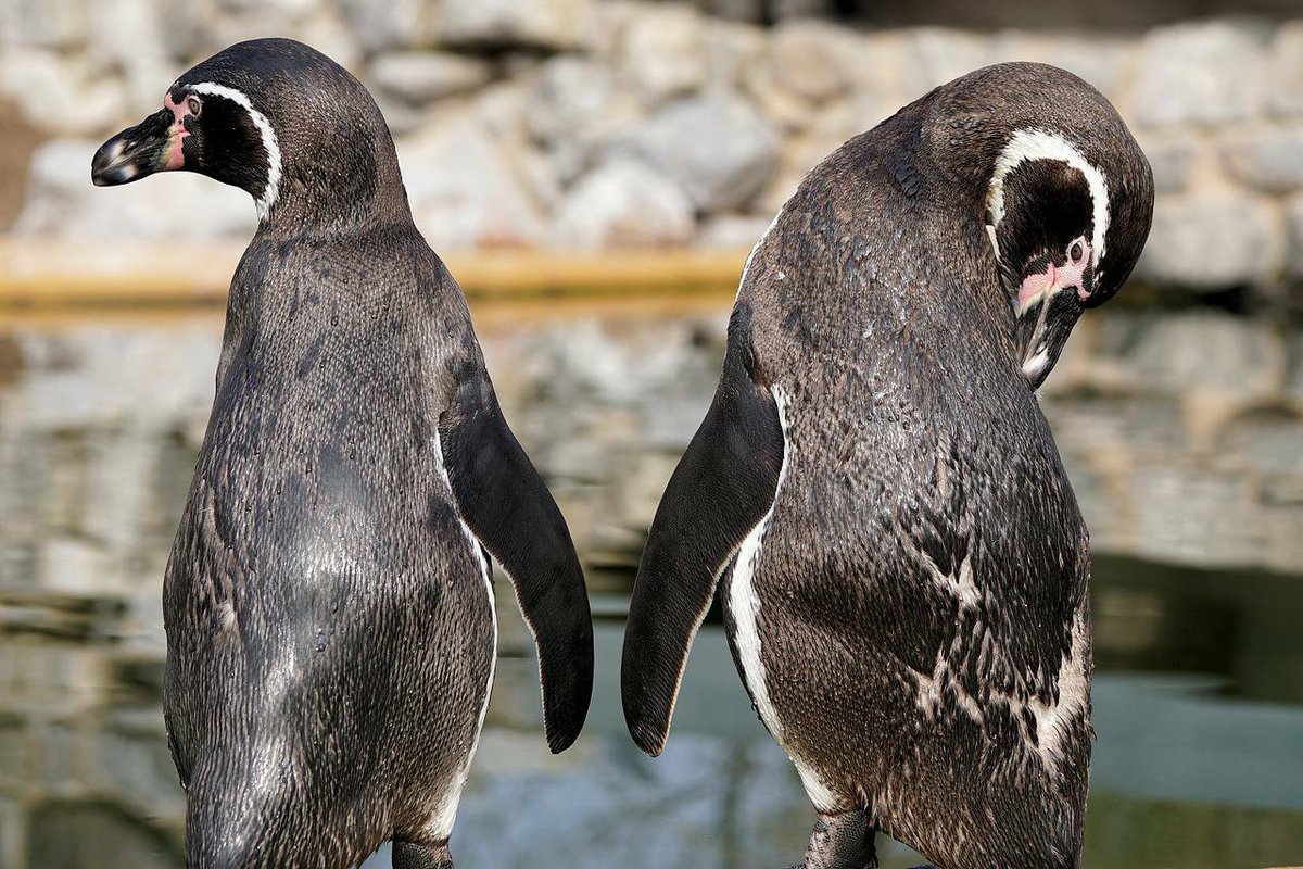 Penguins (@penguins_person) on Twitter photo 