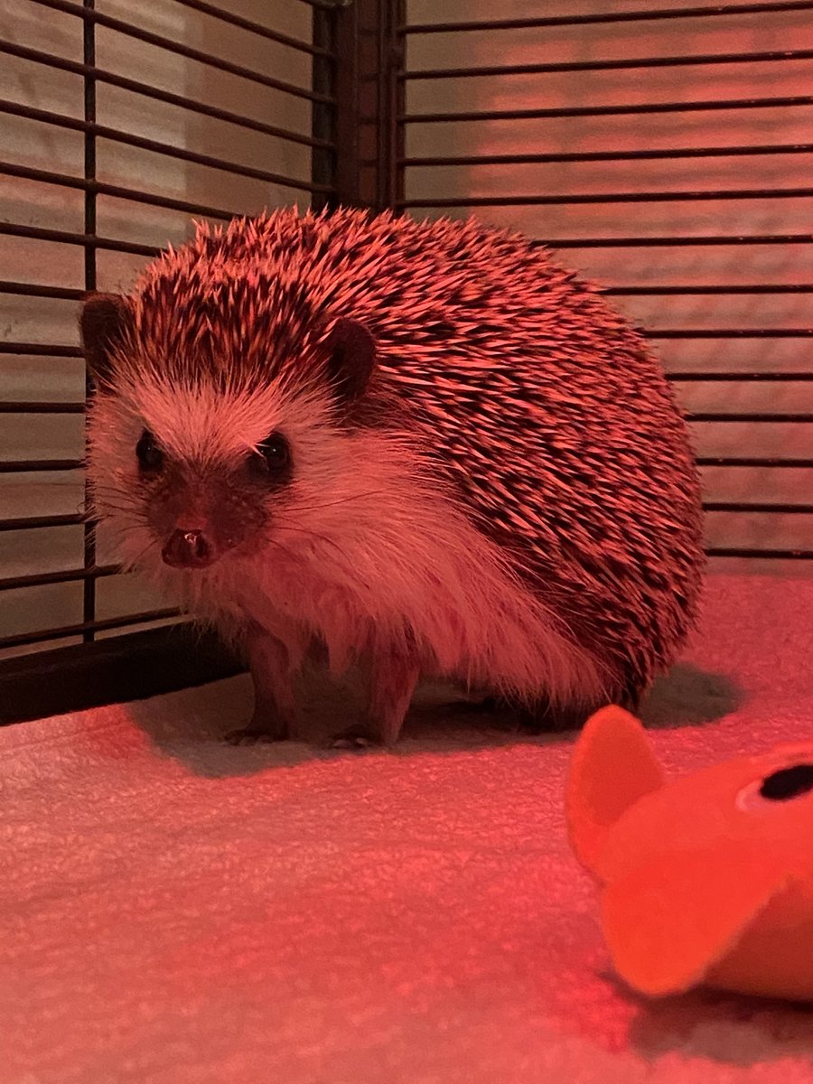 micco3006's tweet image. New friend! #hedgehog #hedgehogsoftwitter