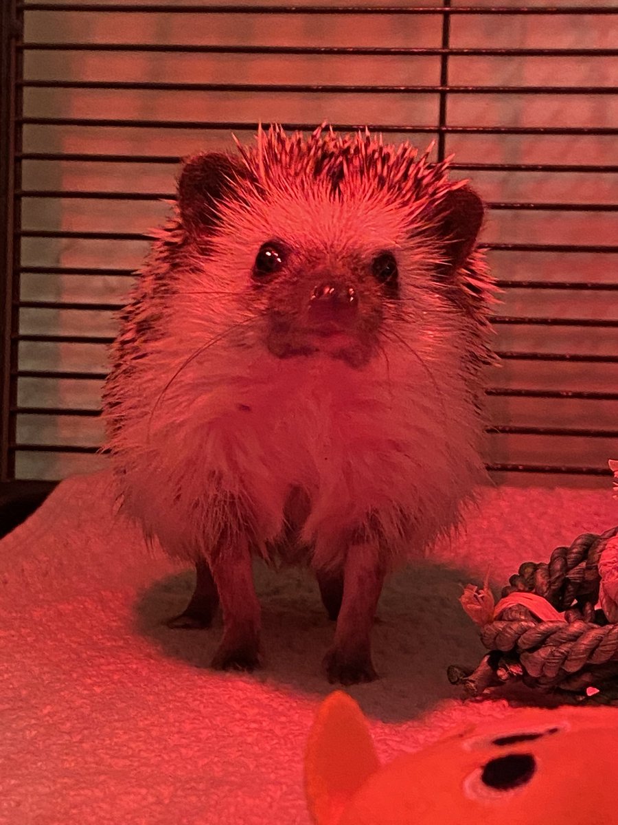 micco3006's tweet image. New friend! #hedgehog #hedgehogsoftwitter