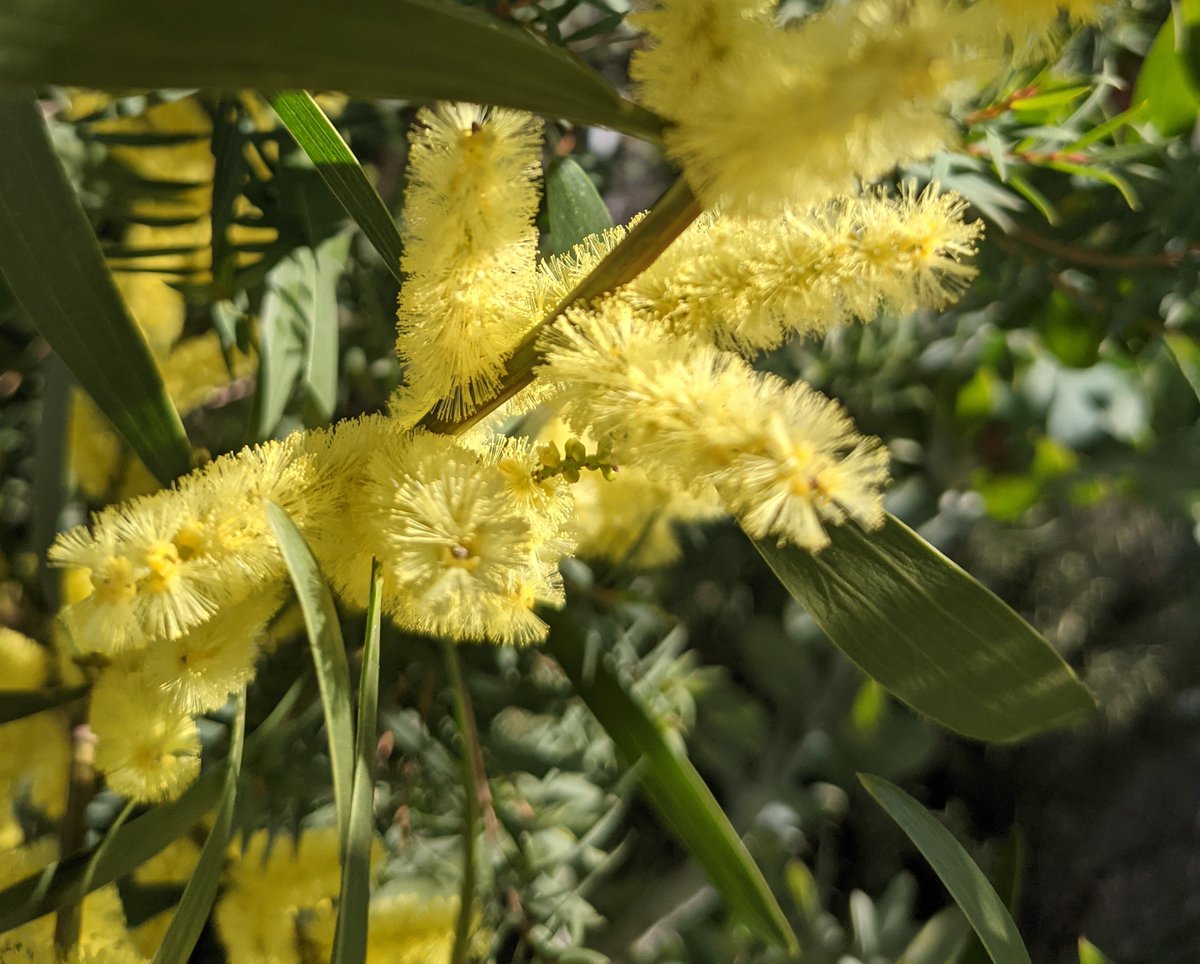 プランツスケープ 社屋のアカシア ミモザ の種類のブリスベンフレッシュが咲きました 春の訪れを感じますね ミモザ アカシア