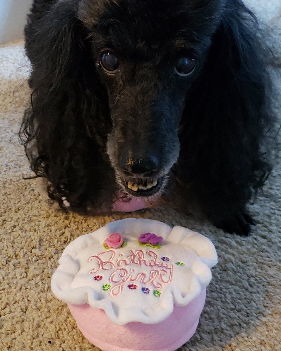 There's a teenager in the house as Mandy turns 13 today! Now I can blame her surly moods on normal teen behavior 😅 🤷‍♀️ 
#poodles #minipoodle #poodlesoftwitter #dogsoftwitter #poodle #miniaturepoodle #birthdaygirl