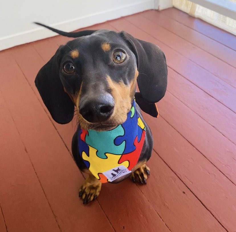 SunniesSnackos's tweet photo. Alfie looks great in his โRainbow Puzzleโ bandana - heโs wearing a size small. #sunniessnackos
https://t.co/J6uLEnQIUW
#dachshund #dachshundoftwitter #dogoftheday #dogsoftwitter #dogsinbandanas #puzzle #handmade #supportsmall https://t.co/umDq6xenCy