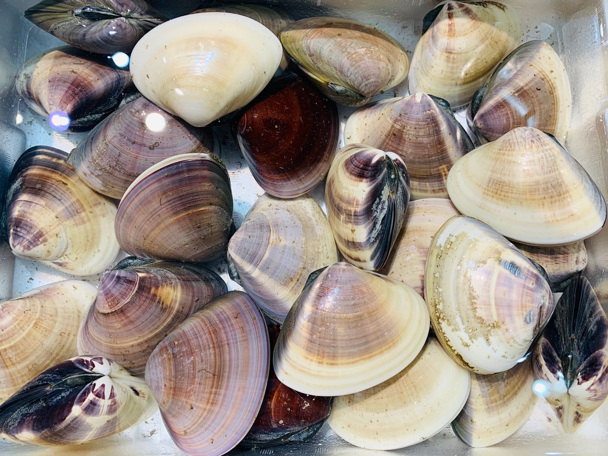 鉄板処 めぐろ こんにちは 尚人です 本日も築地にて 食材入荷いたしました 春の食材が 多く出回る中でも今回は 千葉産の大 ハマグリです ハマグリのダシを吸わせた春キャベツと菜の花と一緒に シェフならではの一品に仕上げます お楽しみに