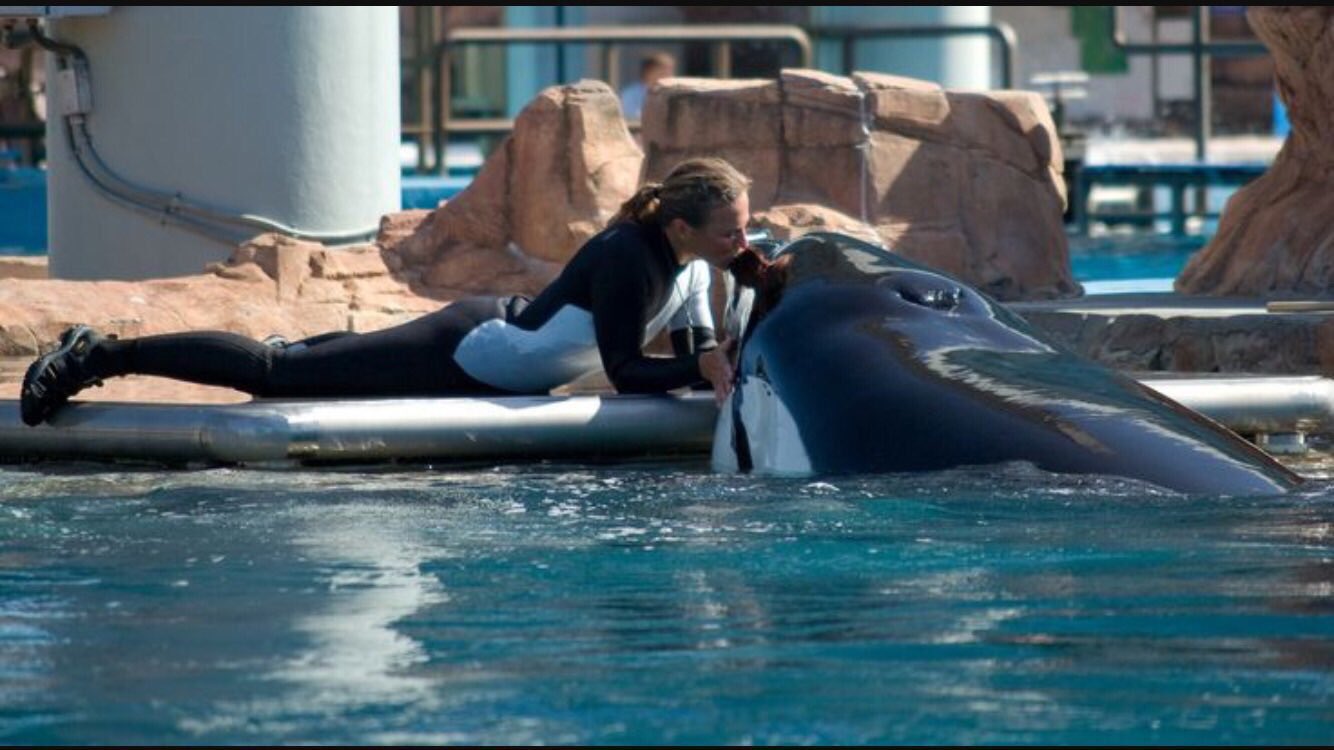 Dawn Brancheau Death Video on Reddit Autopsy, The SeaWorld Trainer