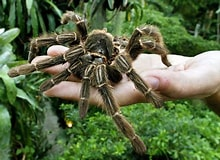They're big enough to eat birds. Not sure about snakes though...maybe baby snakes?