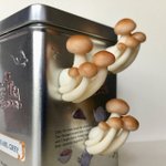 リアルなしめじのマグネットがおもしろい!冷蔵庫から生えているように見える!