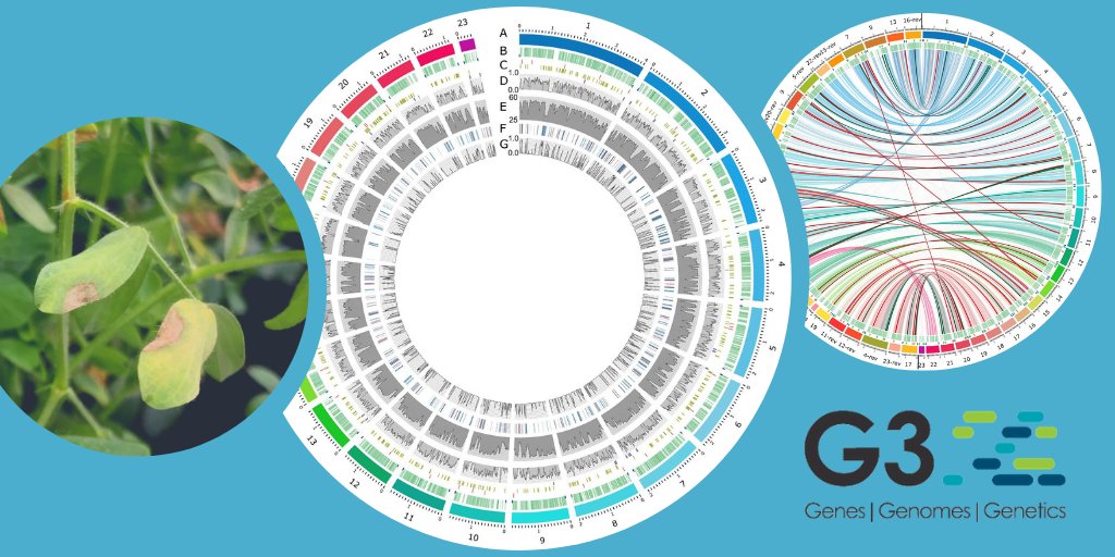 theCCDM's tweet photo. Out now in @GeneticsGSA’s G3: @theCCDM researchers publish 1st reference genome assembly for an Australian isolate of Ascochyta lentis. Embracing advances in sequencing technology to further our #pulse disease research. More: https://t.co/U12ewZ4l77 Paper: https://t.co/QjMLwjnTOK https://t.co/XMpQnudIW9