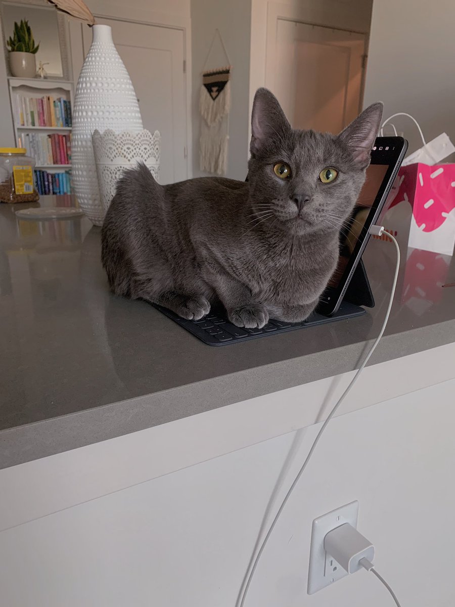 albiethecat's tweet photo. no , sawry momb , albo dew naht kno ware de ipatch is https://t.co/sLXk5jHlpz