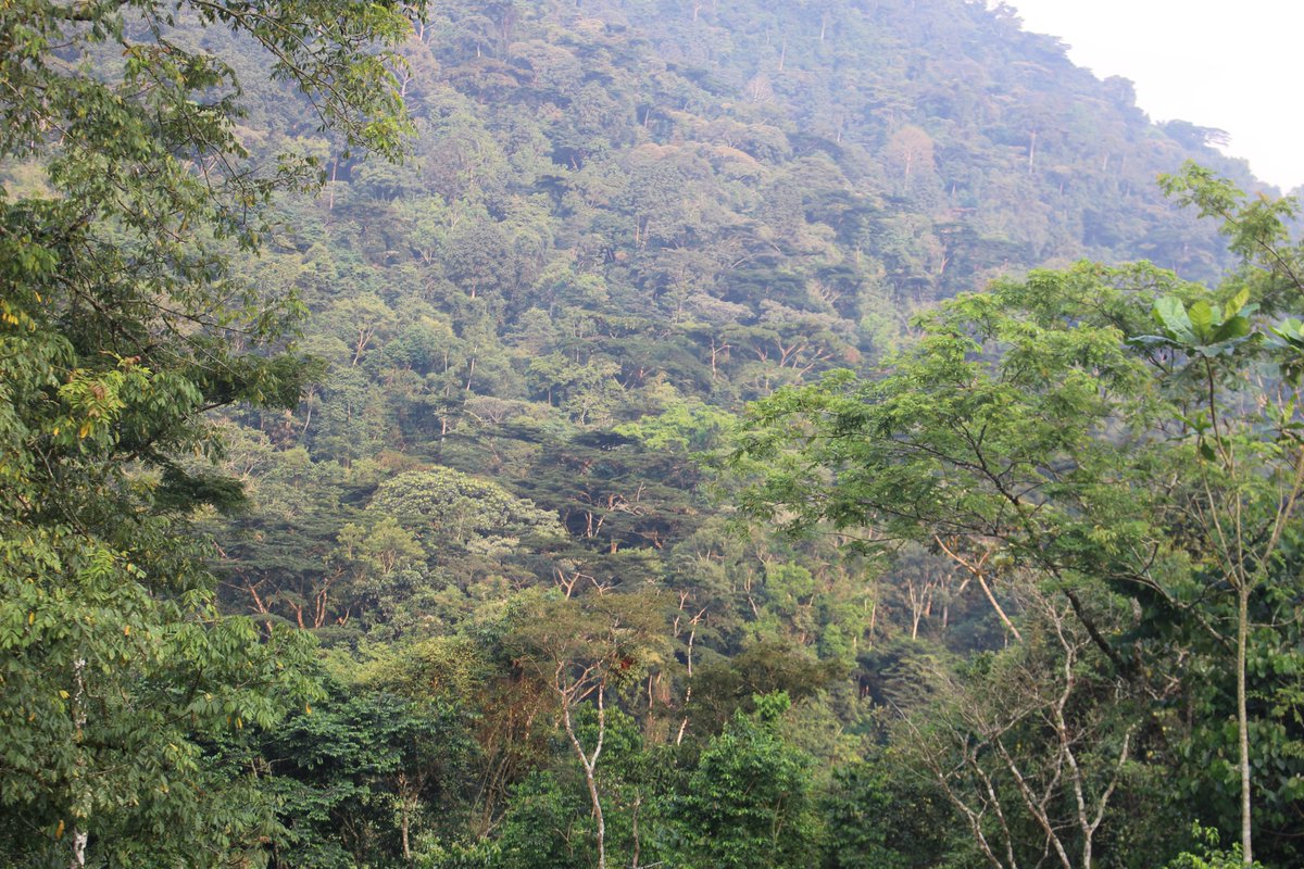 KobusingeRose1's tweet photo. “A nation that destroys its soils destroys itself. Forests are the lungs of our land, purifying the air and giving fresh strength to our people.”
-Franklin D. Roosevelt
#StandUp4Forests
#biodiversity 
#ForestsPeoplePlanet 
#ProtectIndigenousPeople
#SaveLivelihoods https://t.co/DSksl0jkUz