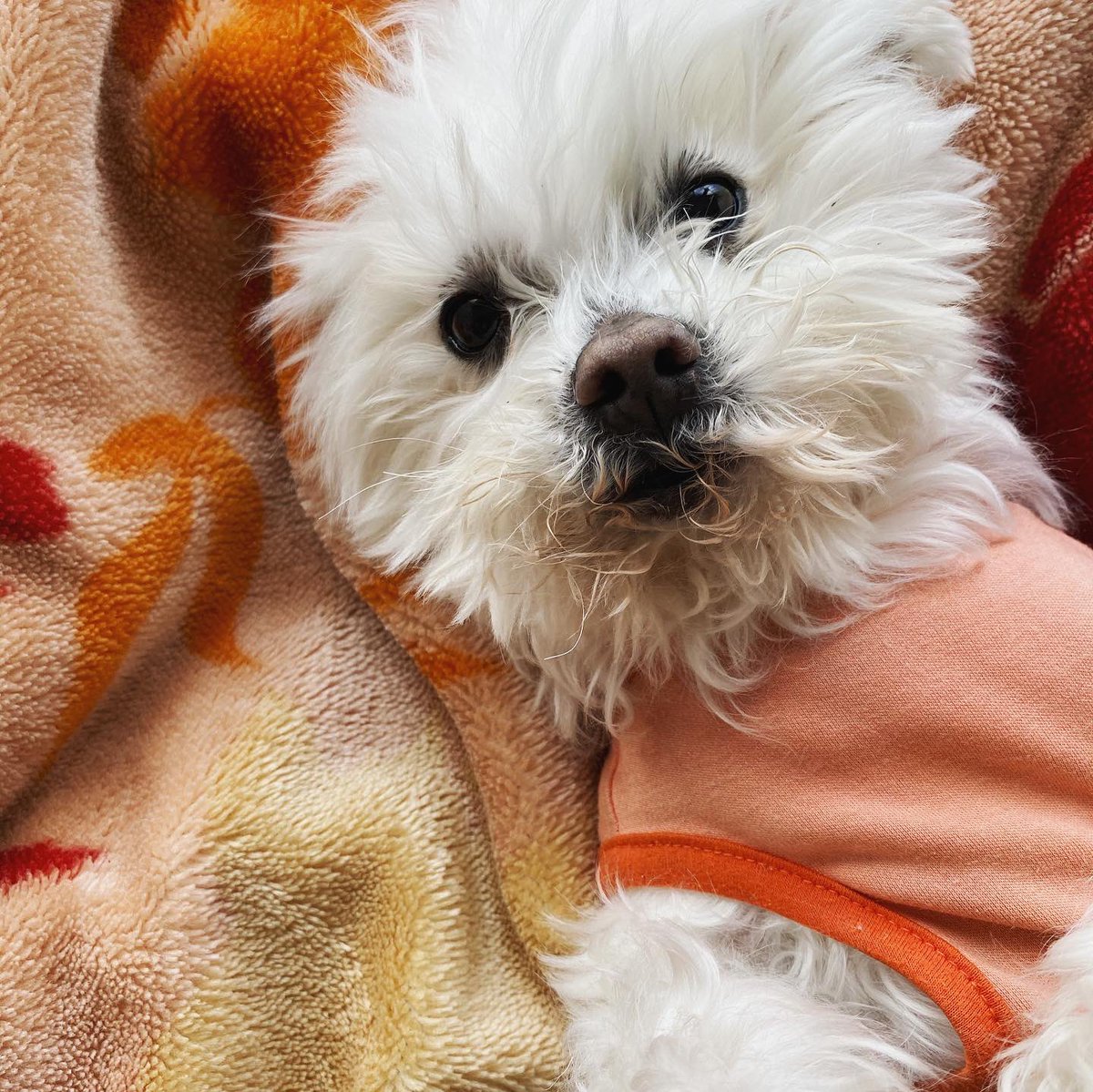 犬用ヒートテック Hashtag On Twitter