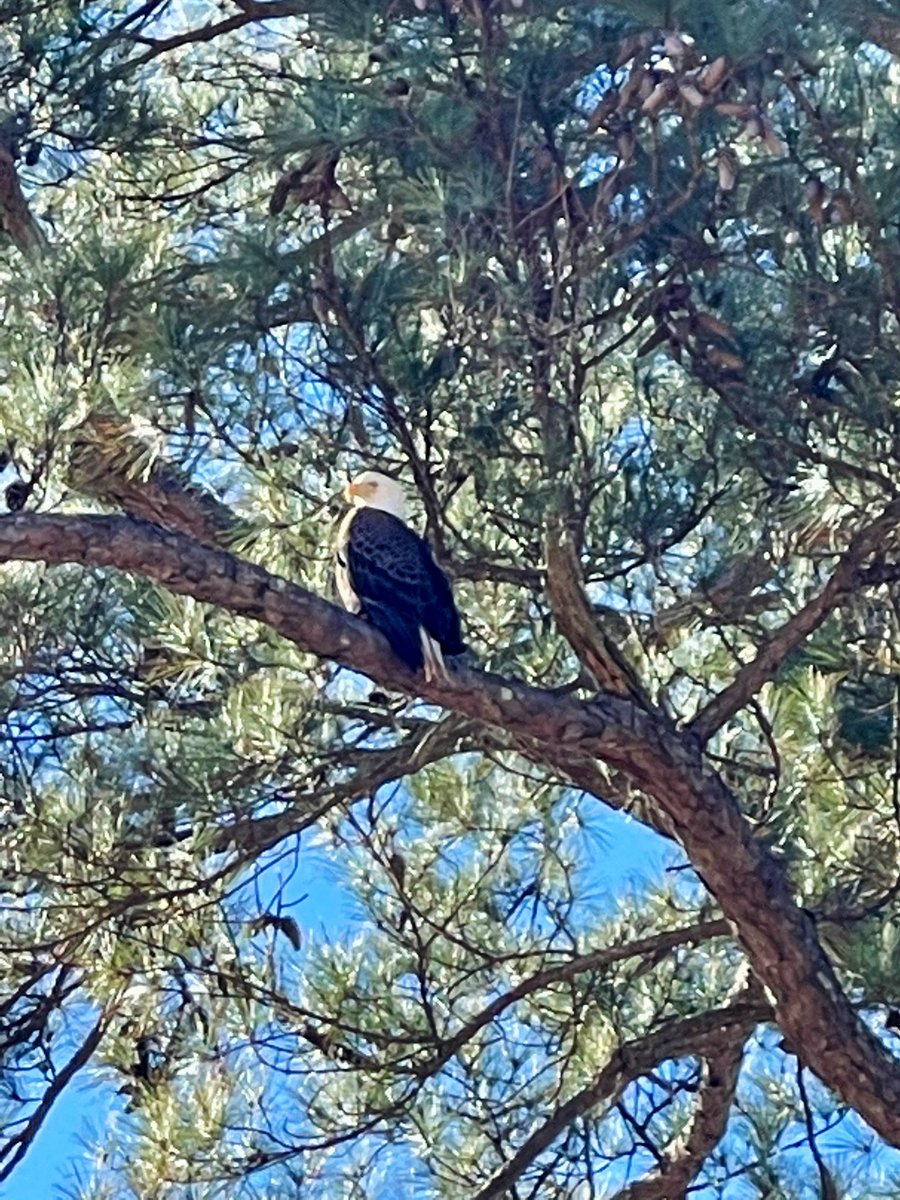 MrUlkuSteiner's tweet photo. We're still restricting visitors on campus, but bald eagles are welcome. 

A good omen for our school? The ultimate 3rd grade state project? 

Thanks to Chad MacKenzie and John Richards for snapping these pics today. https://t.co/08mUtxZBAU