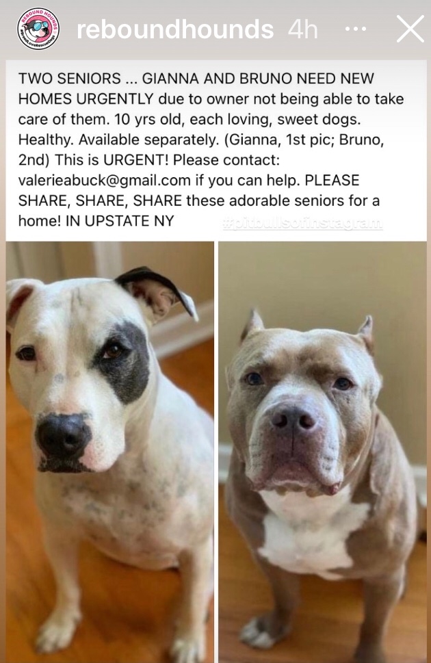 venetianblonde's tweet photo. Emergency in upstate New York, friends. Foster these two lovely bonded senior dogs for @Rebound_Hounds Apply directly to them, thank you, and please share. https://t.co/hJtM66TtXN