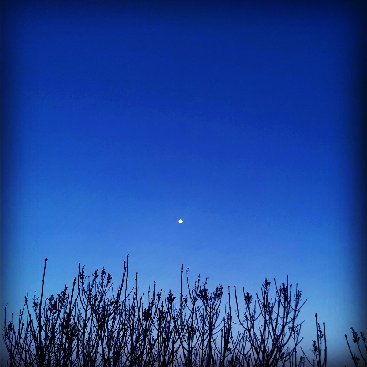 SilviaStarr10's tweet photo. Now this is a beautiful shot I got of the #moon it looks good above the #lavendertrees. Figured I'd capture the moment. https://t.co/GxcBDM32uv