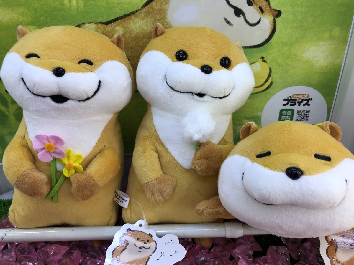 激安特価 可愛い嘘のカワウソ 可愛い嘘のカワウソ もちっとぬいぐるみ