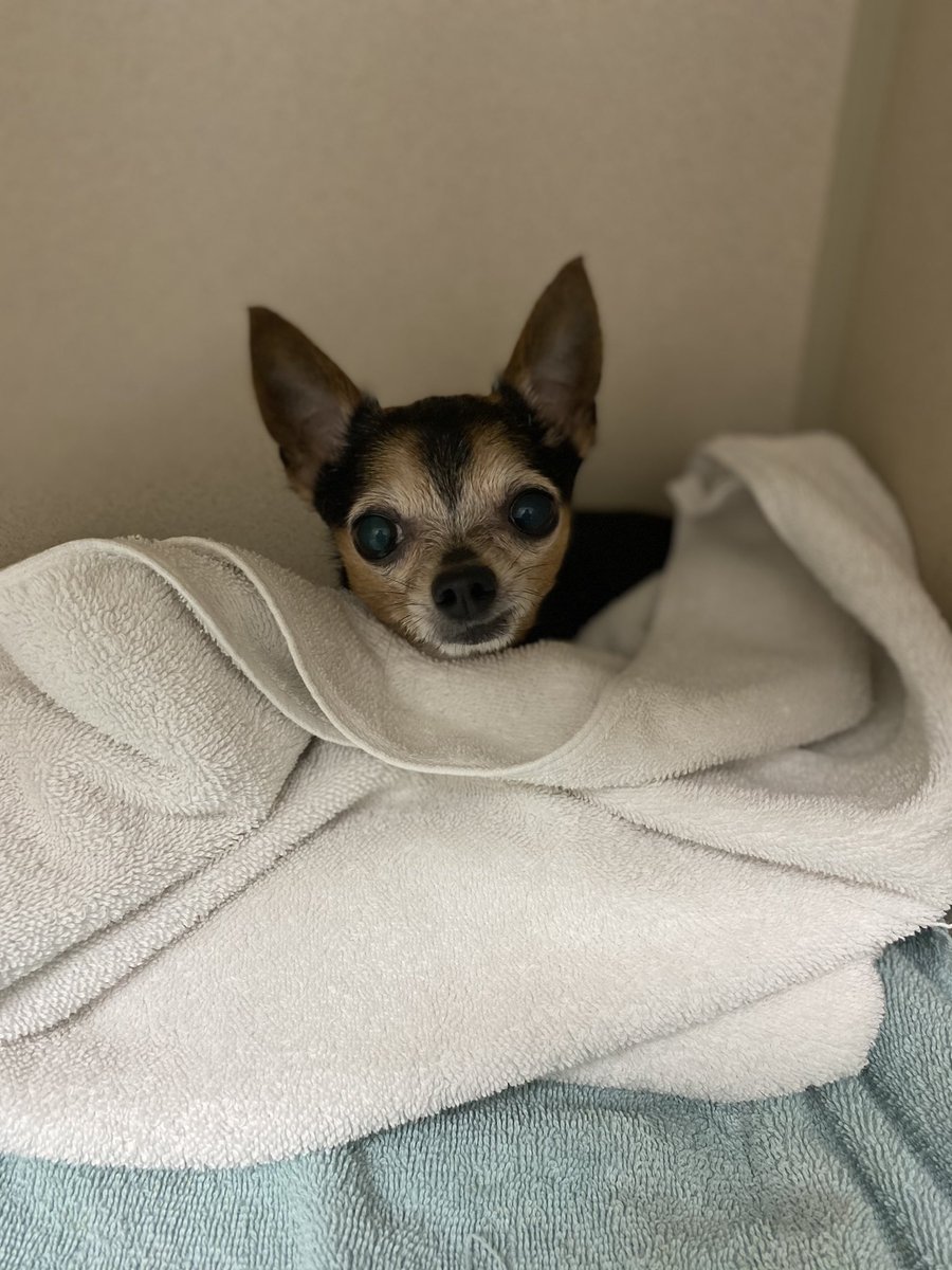 CaitlanWho's tweet photo. Yall, monday was great. (ABD!) My dog had her dental today. No extra procedures were needed. The clinic sent me this a couple of hours before pickup, so im sharing it with you https://t.co/BSZCzLMfjD
