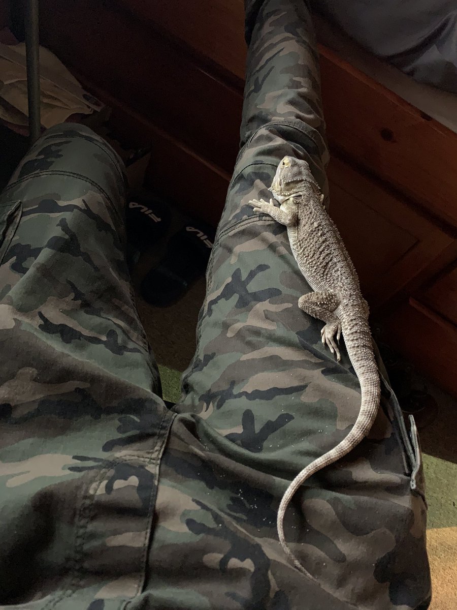 chillin on my lap while im playing apex https://t.co/rA2h5WSt8U