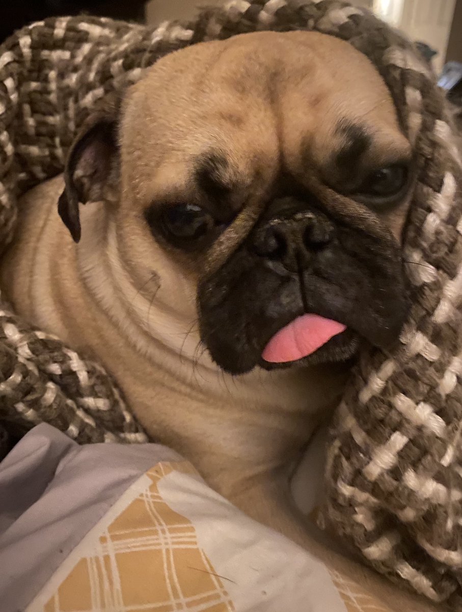 ReallyReeseB's tweet photo. Bowie is ready for bed https://t.co/oSZDBs6rcl