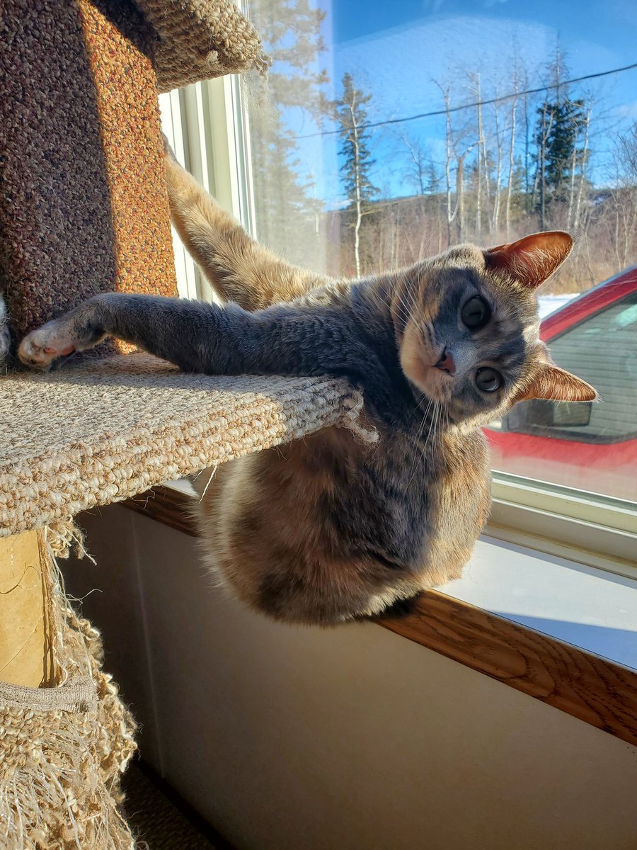 fsjrancherswife's tweet photo. When your stuck, but it's sunny you just chill 🤣
#SatanCat #StuckAGAIN #RanchersWife #LifeWithCats #CatsOfTwitter #cats https://t.co/heplNkjI82