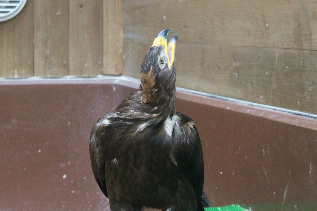 松江フォーゲルパーク Auf Twitter ソウゲンワシの首が ギュルンッ まるでひねられたかのようです 実はフクロウだけではなく鳥類全般 首 の骨が多く可動域が広いので よく首が回ります ソウゲンワシ ワシ 松江フォーゲルパーク