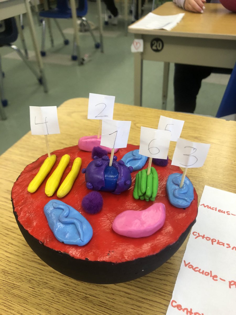 Building cell models!  Yes they look good but you should have heard the presentations about the organelles!  Great learning happening!  Thank you 8s. <a href="/LambethPS1/">Lambeth P.S.</a>