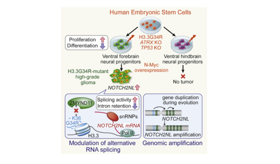 ESC_iPSC_News's tweet photo. Scientists from the lab of @TabarViviane developed a human #EmbryonicStemCell-based model of H3.3G34R-mutant glioma.
@sloan_kettering @KosukeFunato @CellStemCell
https://t.co/osfoAnSnTF https://t.co/xDNE5EEzSP