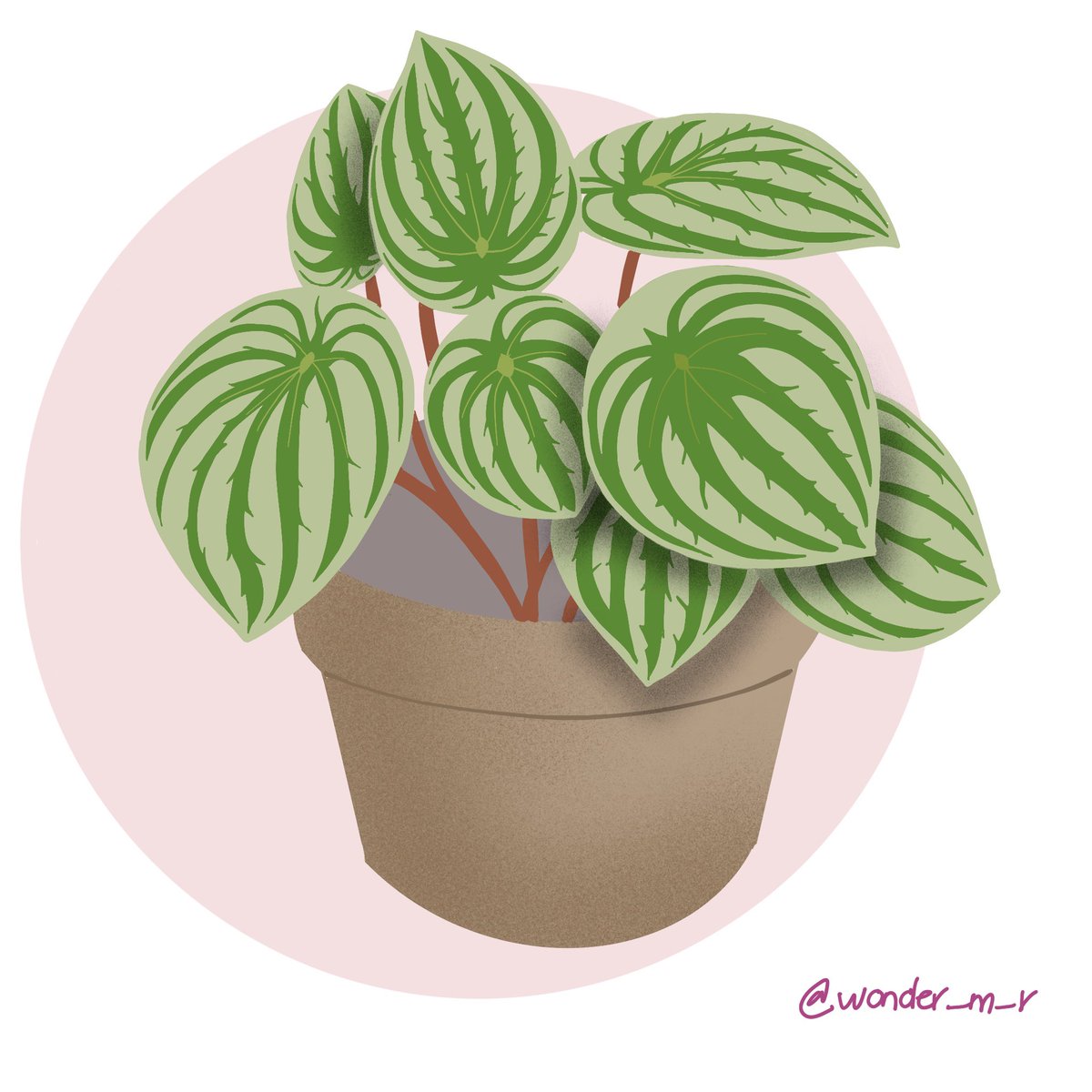 Les quiero compartir un dibujo que hice de la Peperomia sandia 🍉 que me  parece que tiene uno de los patrones mas bonitos en su follaje ¿cómo ven? :), image size:1200x1200