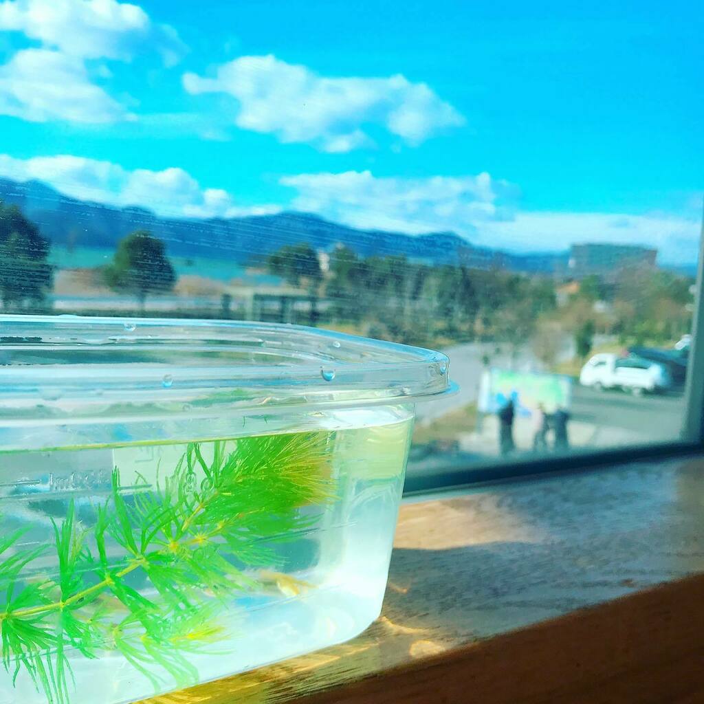 メダカ水槽