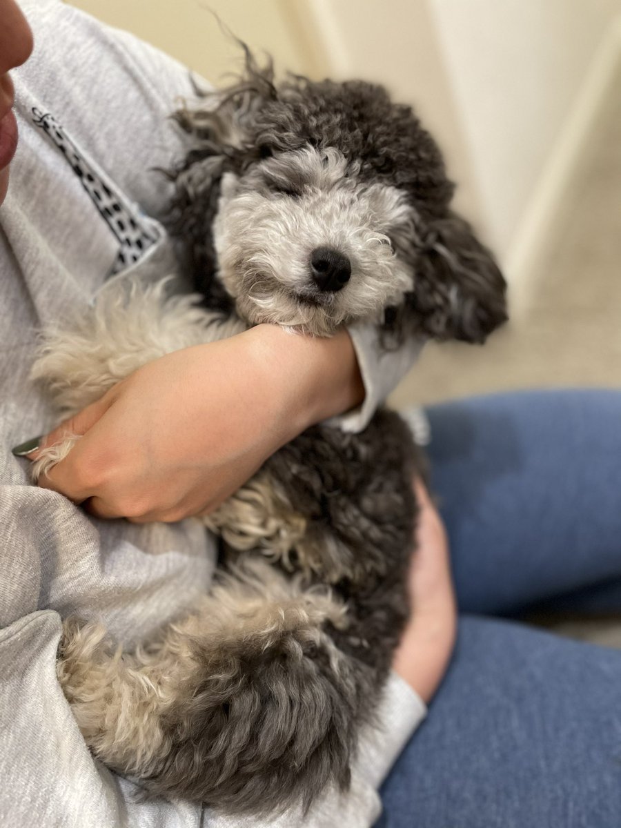 トイプードルブラックタン